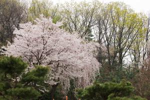  교회 둘러보기 (평강의 봄)