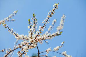 2011년 4월 평강의 봄