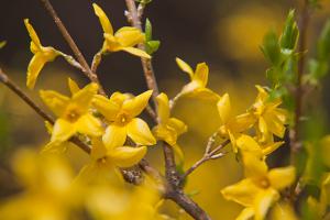 2011년 4월 평강의 봄