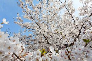  교회 둘러보기 (평강의 봄)