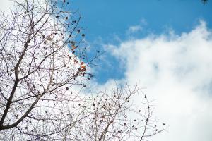  주일 교회둘러보기(추수감사절)