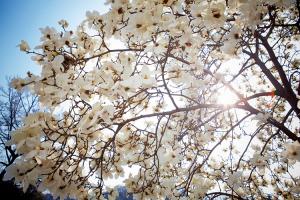  교회 둘러보기 (평강의 봄)