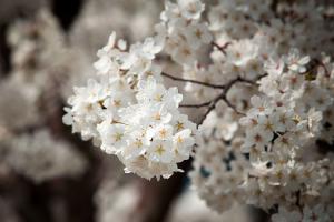  교회 둘러보기 (평강의 봄)