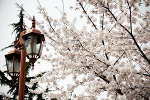  교회 둘러보기 (평강의 봄)