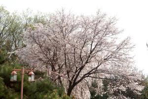  교회 둘러보기 (평강의 봄)