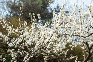  교회 둘러보기 (평강의 봄)