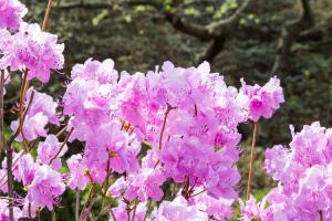 교회 둘러보기 (평강의 봄)