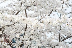  교회 둘러보기 (평강의 봄)