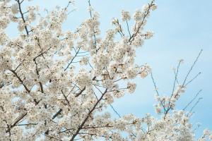  교회 둘러보기 (평강의 봄)