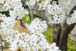  교회 둘러보기 (평강의 봄)