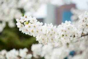  교회 둘러보기 (평강의 봄)