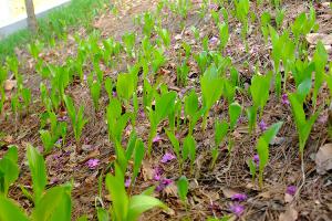  주일 교회 둘러보기