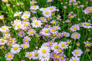  주일 교회 둘러보기