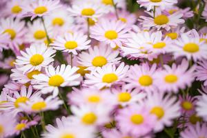  주일 교회 둘러보기