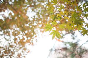  교회 둘러보기 (평강의 가을)