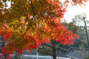  주일 교회 둘러보기(추수감사절)
