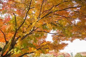  주일 교회 둘러보기(추수감사절)