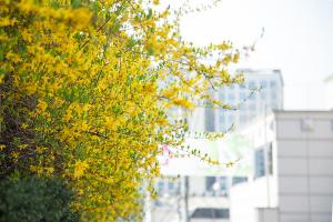  교회 둘러보기(평강의 봄)