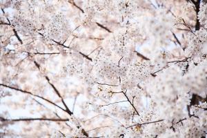  교회 둘러보기(평강의 봄)