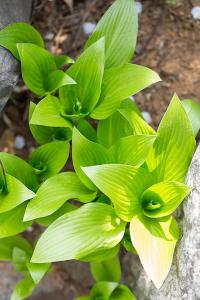  교회 둘러보기(평강의 봄)