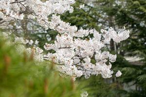  교회 둘러보기(평강의 봄)