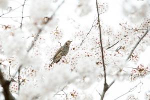  교회 둘러보기(평강의 봄)