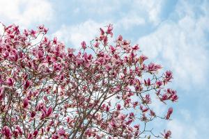  교회 둘러보기(평강의 봄)