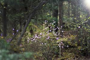 교회 둘러보기(평강의 봄)