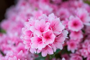  교회 둘러보기(평강의 봄)