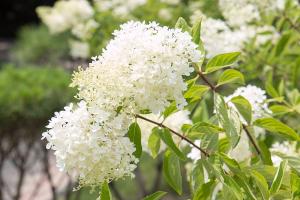  하계대성회 셋째날 오후(구속사강의8-9, 둘러보기)