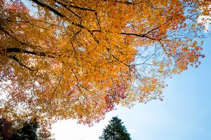  교회 둘러보기 (평강의 가을)