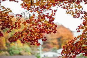 교회 둘러보기 (평강의 가을)