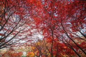  교회 둘러보기 (평강의 가을)