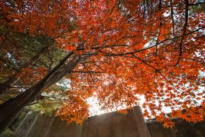  교회 둘러보기 (평강의 가을)