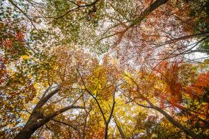  교회 둘러보기 (평강의 가을)