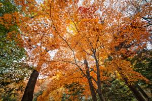  교회 둘러보기 (평강의 가을)