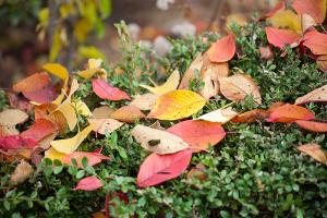  교회 둘러보기 (평강의 가을)