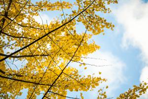  교회 둘러보기 (평강의 가을)