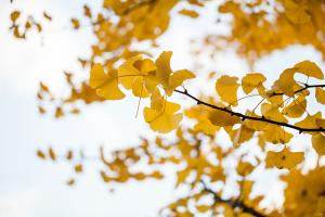  교회 둘러보기 (평강의 가을)