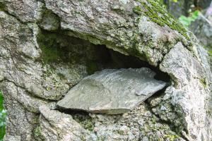  장안산 구국기도회