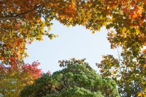  교회 둘러보기 (평강의 가을)