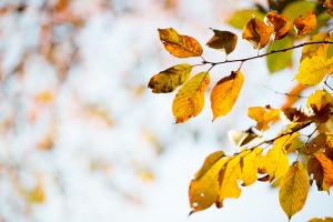  교회 둘러보기 (평강의 가을)