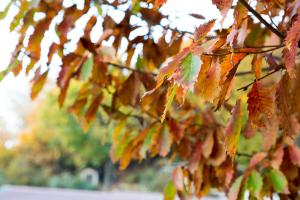  교회 둘러보기 (평강의 가을)