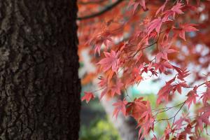  교회 둘러보기 (평강의 가을)