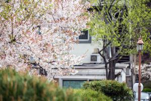  교회 둘러보기(평강의 봄)