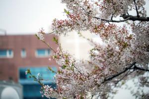  교회 둘러보기(평강의 봄)