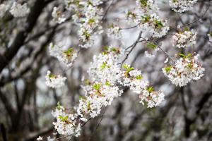  교회 둘러보기(평강의 봄)