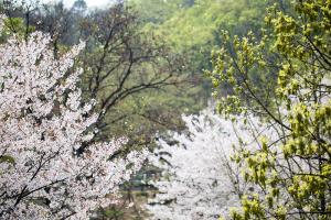  교회 둘러보기(평강의 봄)