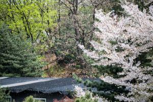  교회 둘러보기(평강의 봄)