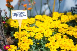  주일 둘러보기(평강의가게)